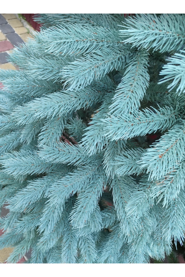 Елка искусственная Буковельская голубая 230 см | Искусственная литая ель