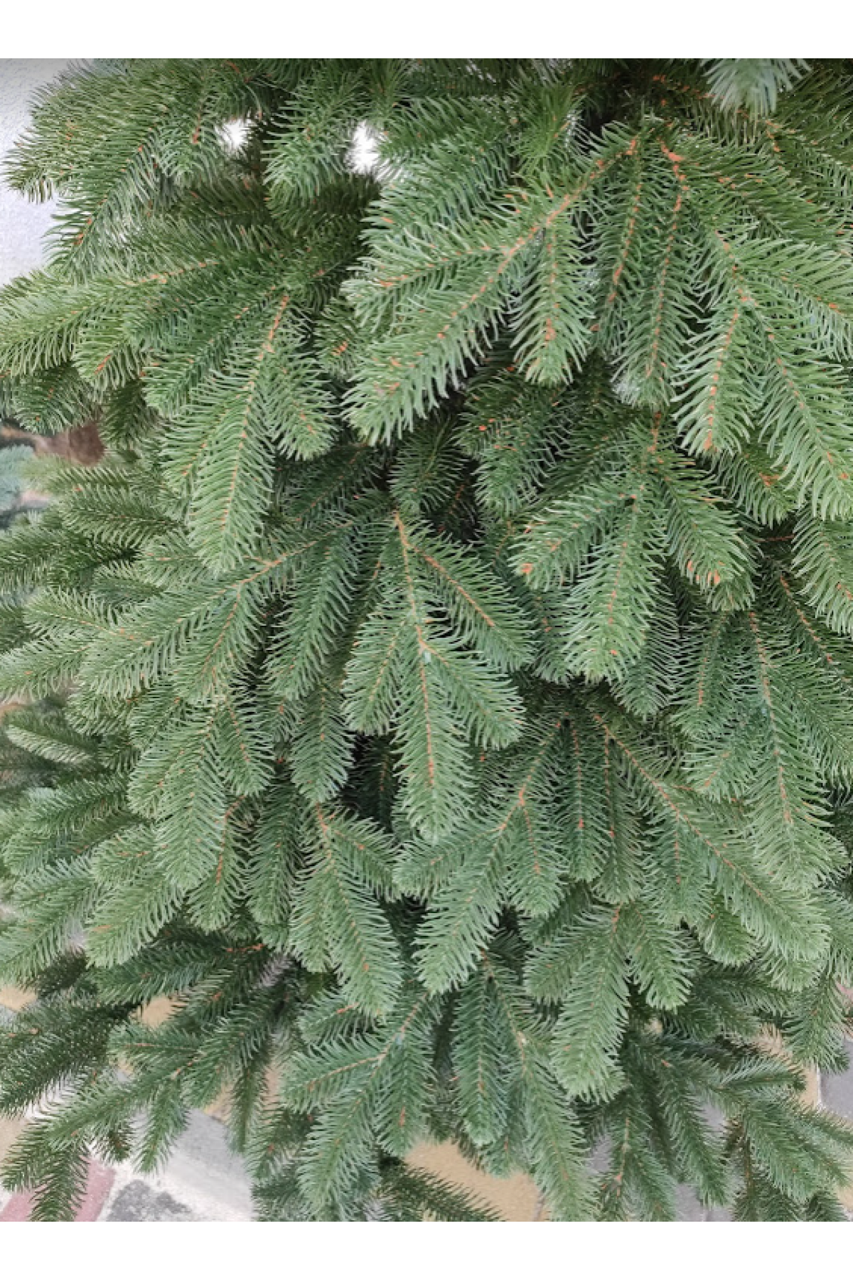 Литая елка Премиум 1.50м.зеленая | Искусственная литая ель