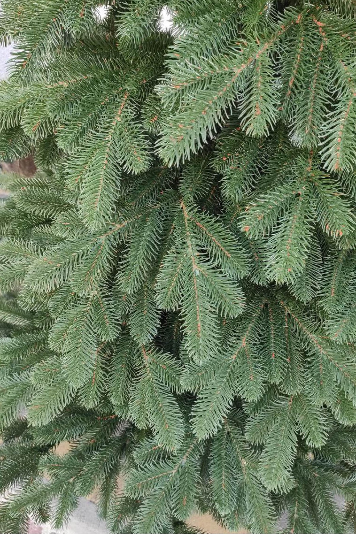Литая искусственная зеленая елка Vip Tree 180 см | Искусственная литая ель