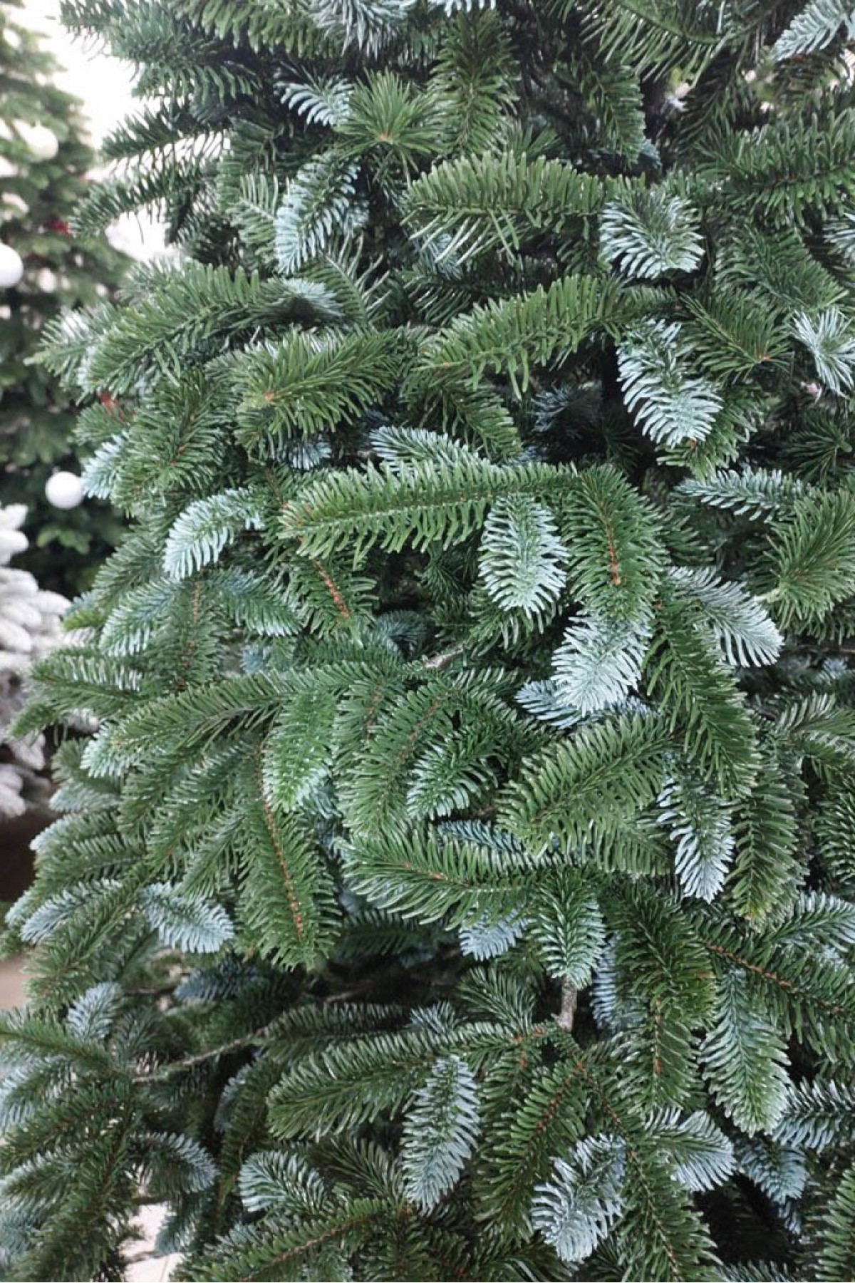 Литая елка Канадская зеленая VIP 230 см| Новогодняя литая Канадская ель